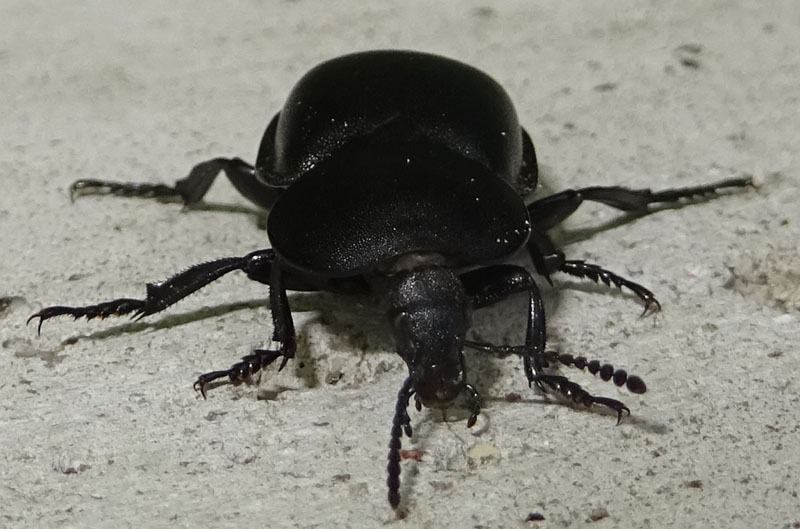 Ablattaria laevigata - Silphidae
